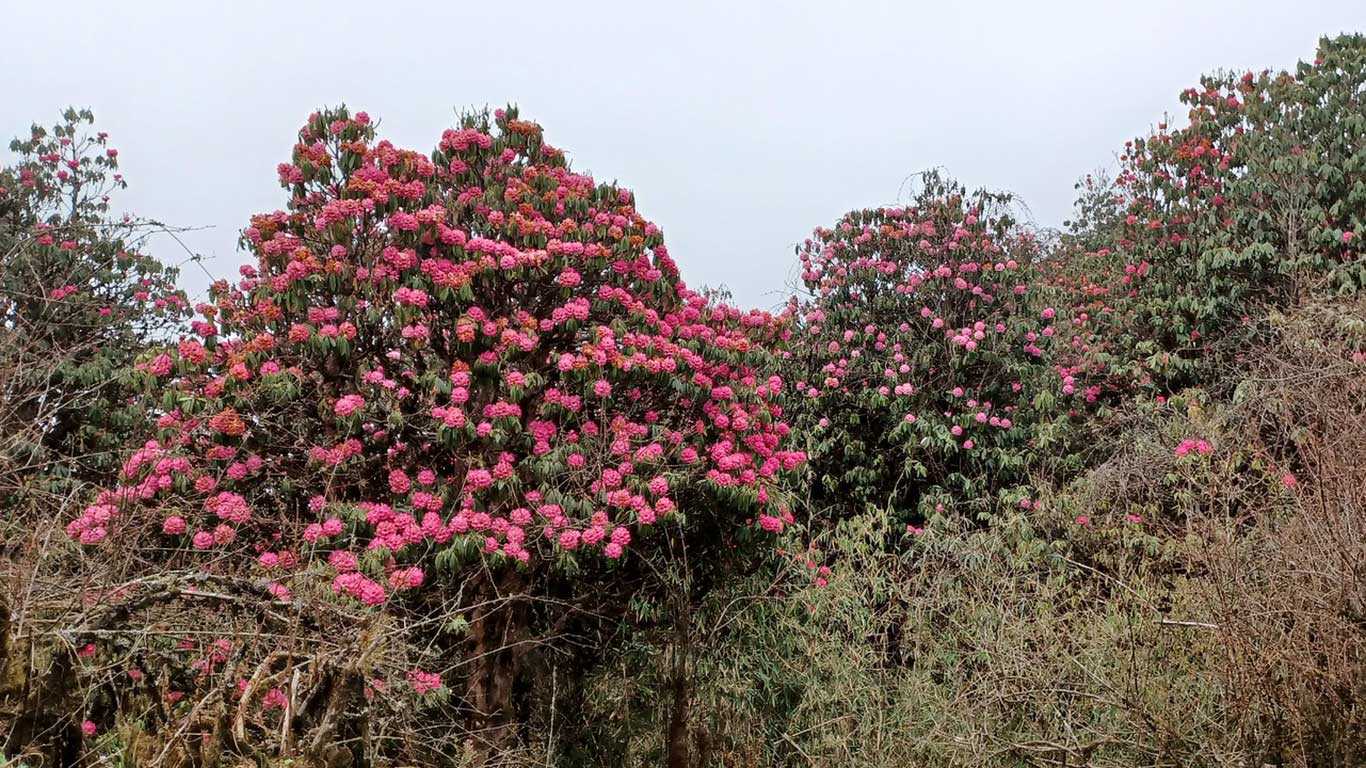 Helambu Trek