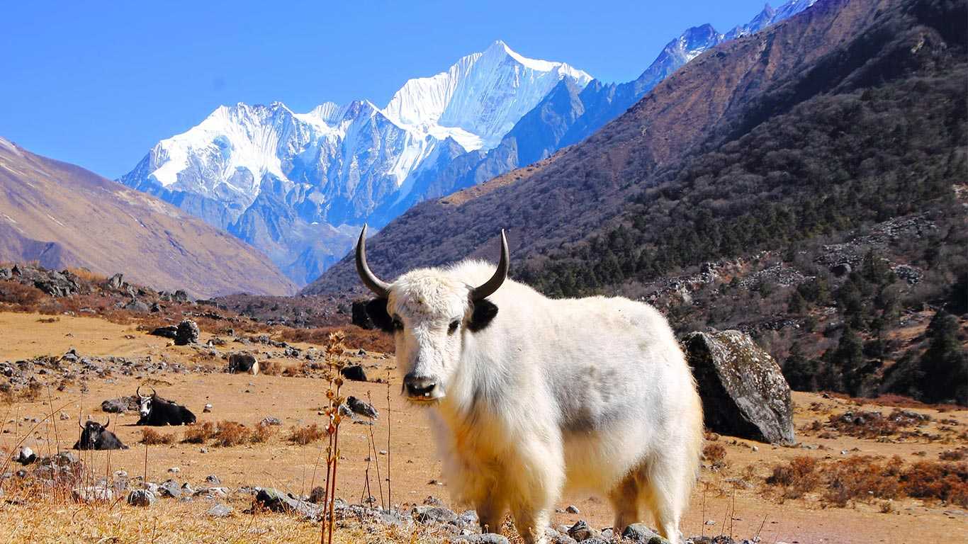 Langtang Valley Trekking